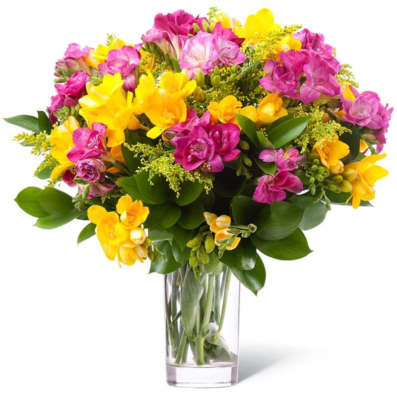 Spedire fresie gialle e rosa in vaso