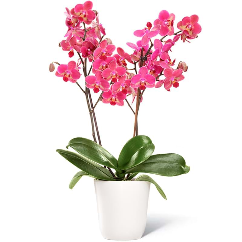 pianta orchidea a due rami