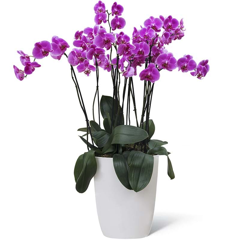pianta orchidea grande