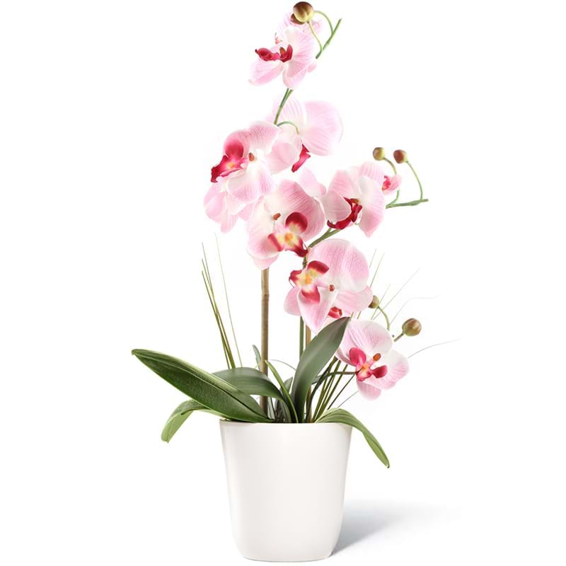 pianta orchidea un ramo